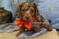 Derek, a male Miniature Dachshund for sale in West Plains, MO – Photo 6 of 8