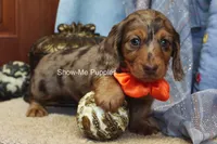 Derek, a male Miniature Dachshund for sale in West Plains, MO – Photo 7 of 8
