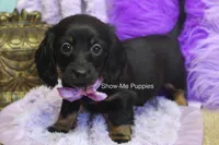 Nova, a female Miniature Dachshund for sale in West Plains, MO – 5 of 8