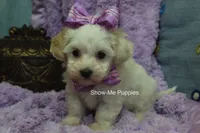 Marshie, a female Maltipoo for sale in West Plains, MO – 6 of 10