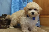 Connor, a male Maltipoo for sale in West Plains, MO – 3 of 9