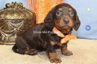 Franky, a male Miniature Dachshund for sale in West Plains, MO – 8 of 10