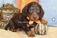 Franky, a male Miniature Dachshund for sale in West Plains, MO – 9 of 10