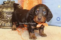 Franky, a male Miniature Dachshund for sale in West Plains, MO – 6 of 10