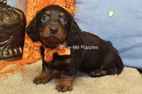 Franky, a male Miniature Dachshund for sale in West Plains, MO – 2 of 10