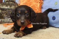 Franky, a male Miniature Dachshund for sale in West Plains, MO – 5 of 10