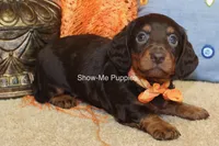 Franky, a male Miniature Dachshund for sale in West Plains, MO – 3 of 10