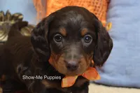 Franky, a male Miniature Dachshund for sale in West Plains, MO – 7 of 10