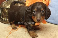 Franky, a male Miniature Dachshund for sale in West Plains, MO – 4 of 10