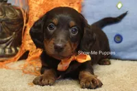 Franky, a male Miniature Dachshund for sale in West Plains, MO – 1 of 10