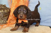 Franky, a male Miniature Dachshund for sale in West Plains, MO – 10 of 10