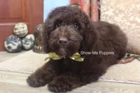 Marshal, a male Poodle - Miniature  for sale in West Plains, MO – 9 of 10