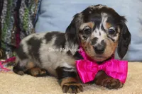 Naomi, a female Miniature Dachshund for sale in West Plains, MO – 2 of 8