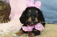 Lexi, a female Miniature Dachshund for sale in West Plains, MO – 4 of 8