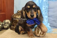 Joseph, a male Miniature Dachshund for sale in West Plains, MO – 7 of 8