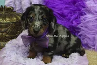 Natasha, a female Miniature Dachshund for sale in West Plains, MO – 2 of 10