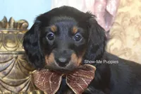 Nevea, a female Miniature Dachshund for sale in West Plains, MO – 4 of 10