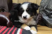 Trish, a female Miniature Australian Shepherd and Toy Australian Shepherd for sale in West Plains, MO – 10 of 10