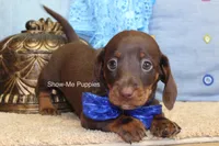 Manny, a male Miniature Dachshund for sale in West Plains, MO – 5 of 6