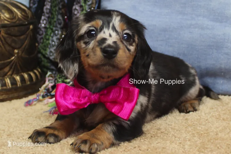 Naomi – Miniature Dachshund puppy on hold in West Plains, MO