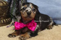 Naomi, a female Miniature Dachshund for sale in West Plains, MO – 1 of 8
