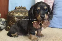 Josie, a female Miniature Dachshund for sale in West Plains, MO – 8 of 10