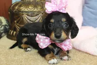 Lexi, a female Miniature Dachshund for sale in West Plains, MO – 8 of 8