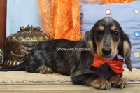 Joseph, a male Miniature Dachshund for sale in West Plains, MO – 9 of 10