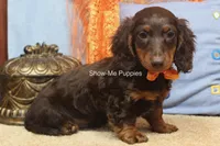 Franky, a male Miniature Dachshund for sale in West Plains, MO – 3 of 8