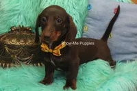 Manny, a male Miniature Dachshund for sale in West Plains, MO – 3 of 10