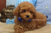 Karter, a male Poodle - Toy  for sale in West Plains, MO – 8 of 10