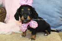 Lexi, a female Miniature Dachshund for sale in West Plains, MO – 5 of 8