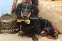 Luther, a male Miniature Dachshund for sale in West Plains, MO – 4 of 10