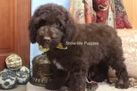 Marshal, a male Poodle - Miniature  for sale in West Plains, MO – 5 of 10