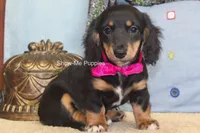 Lexi, a female Miniature Dachshund for sale in West Plains, MO – 7 of 10