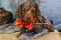 Derek, a male Miniature Dachshund for sale in West Plains, MO – 6 of 8