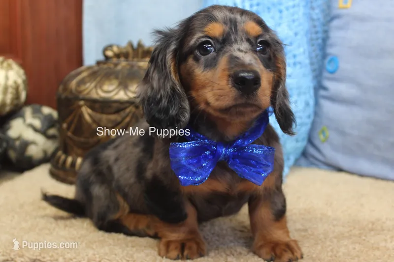 Joshua – Miniature Dachshund puppy for sale in West Plains, MO