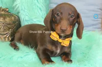 Manny, a male Miniature Dachshund for sale in West Plains, MO – 2 of 10