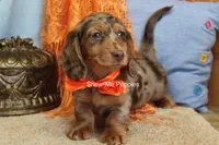 Derek, a male Miniature Dachshund for sale in West Plains, MO – 6 of 10