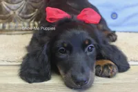 Lucas, a male Miniature Dachshund for sale in West Plains, MO – 5 of 8