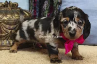 Naomi, a female Miniature Dachshund for sale in West Plains, MO – 6 of 8