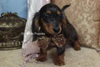 Jolene, a female Miniature Dachshund for sale in West Plains, MO – 2 of 10