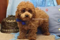 Karter, a male Poodle - Toy  for sale in West Plains, MO – 8 of 9