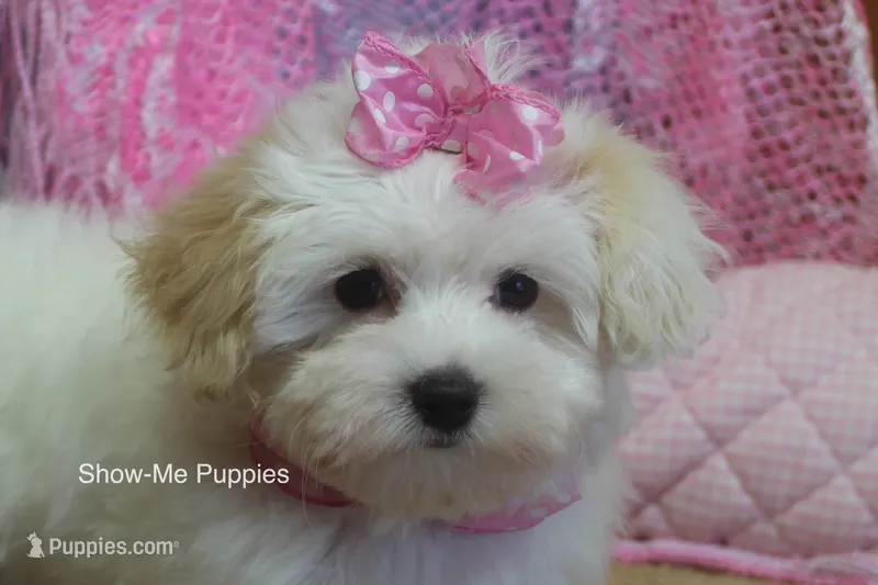 Marshie – Maltipoo puppy for sale in West Plains, MO