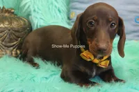Manny, a male Miniature Dachshund for sale in West Plains, MO – 7 of 10