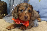 Derek, a male Miniature Dachshund for sale in West Plains, MO – 3 of 8