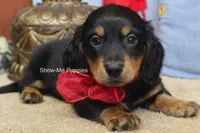 Leroy, a male Miniature Dachshund for sale in West Plains, MO – 6 of 10