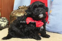 Eddie, a male Maltipoo for sale in West Plains, MO – 4 of 10