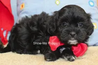 Eddie, a male Maltipoo for sale in West Plains, MO – 9 of 10
