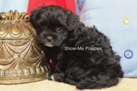 Eddie, a male Maltipoo for sale in West Plains, MO – 10 of 10